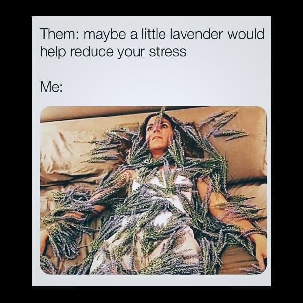 Remote work Memes - Them: maybe a little lavender would help reduce your stress. Me:
